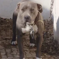 سگ پیتبول|سگ|پاکدشت, پاکدشت (مامازند)|دیوار