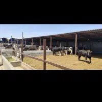 دامداری گاوداری فعال|فروش زمین و ملک کلنگی|تهران, راه آهن|دیوار