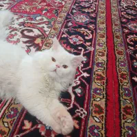 حیوانات|گربه|تبریز, |دیوار