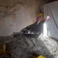 حیوانات مزرعه