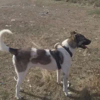 واگذاری|سگ|نمین, |دیوار