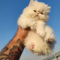 پرشین وارداتی 2ماه چمپبون کدA|گربه|آفتاب, |دیوار