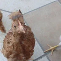 نیمچه سلطان سلامت ۳ماهه پاپریک کاکلی