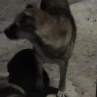 سگ خو نگهبان|سگ|سراجو, |دیوار