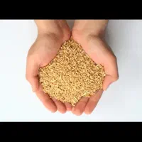 بذرگندم احسان