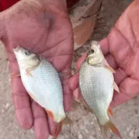 بچه ماهی کپور امور بیگهد قزل شیربت بنی