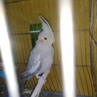 عروس هلندی ماده 5 ماهه