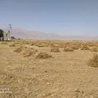 اجاره زمین کشاورزی بارانی ،همراه چاه عمیق برقی|اجارهٔ دفتر صنعتی، کشاورزی، تجاری|خزل, |دیوار