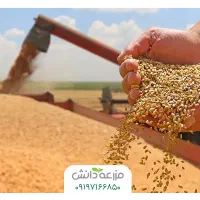 گندم بوجاری شده و سم زده شده