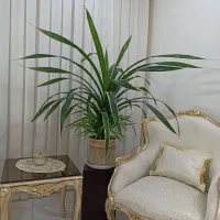 گل بزرک
