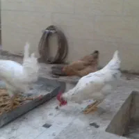 مرغ و خروس|حیوانات مزرعه|قم, میدان نو|دیوار