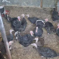جوجه بوقلمون برنز ۳ ماهه