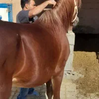 اسب عربی ماده قهوه ای|اسب و تجهیزات اسبسواری|صدرا-فارس, فاز ۱|دیوار