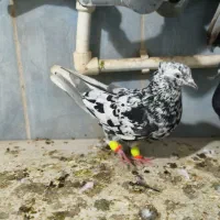 کبوتر|پرنده|دزفول, |دیوار