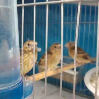 جوجه سهره قناری