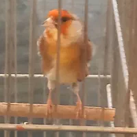 سهره قناری چونه روباهی قرص بخون یسر گلاسر