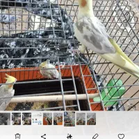 جوجه عروس هلندی|پرنده|اشتهارد, |دیوار