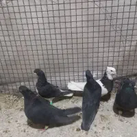 سیاه بهبانی و طوقی و شهری سیاه|پرنده|مرودشت, ابوذر جنوبی|دیوار