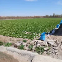 زمین کشاورزی ورامین