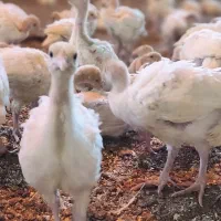 جوجه بوقلمون گوشتی