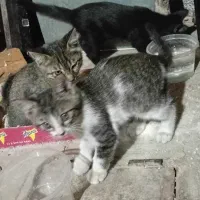 واگذاری 3تا بچه گربه