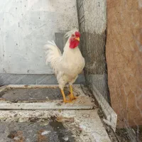 خروس