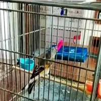 سهره قناری نر سرخ|پرنده|نهاوند, |دیوار