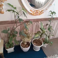 گل شاداب|گل و گیاه طبیعی|فسا, |دیوار