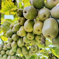 کیوی خونی اعلا