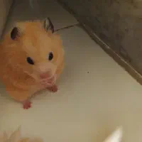 همستر نر و ماده رایگان