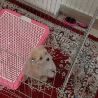 توله سگ شیتزو مالتیز