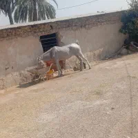 ترکی|اسب و تجهیزات اسبسواری|کازرون, |دیوار