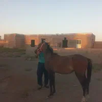 اسب کرد ۱۷ماه نریون