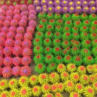 فروش عمده انواع کاکتوس رنگی و ساکولنت