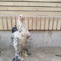 خروس برهما|حیوانات مزرعه|هشتگرد, فاز ۳ مهستان|دیوار