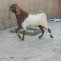 پازن بز نر