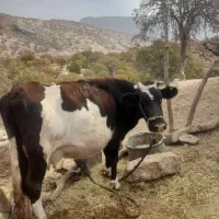 فروش گاو اصیل دو رگه