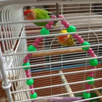 طوطی برزیلی نروماده|پرنده|آستانه اشرفیه, |دیوار