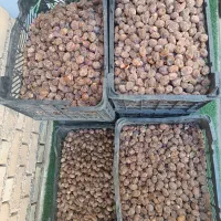 خرمای نخل خانگی برحی|حراج|شادگان, |دیوار
