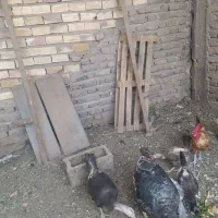 یه جفت بوقلمون