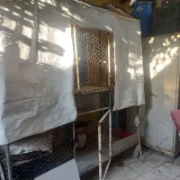 قفس پرنده .مرغ وکبک