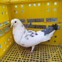 کفتر طوقی و قزوینی