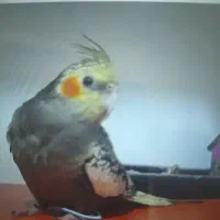 گمشده عروس هلندی خاکستری