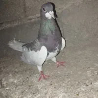 کبوتر|پرنده|شیراز, شهرک بزین|دیوار