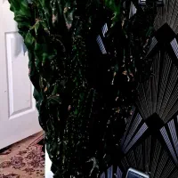 کاکتوس صخره ای|گل و گیاه طبیعی|کلیبر, |دیوار