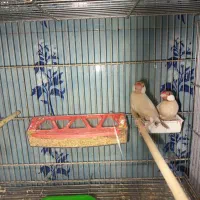 فنچ نرگسی شکلاتی مولد با چهارتا جوجه|پرنده|تهران, دروازه شمیران|دیوار