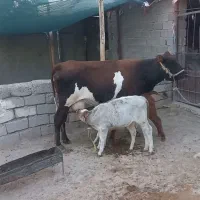 گاولیموزین درجه یک