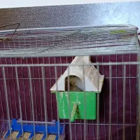 1 جفت فنج به فروش میرسد|پرنده|اقبالیه, |دیوار