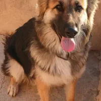 ژرمن شولاین ۹ ماهه ماده|سگ|قزوین, |دیوار