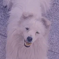 سگ.|سگ|زرند, |دیوار